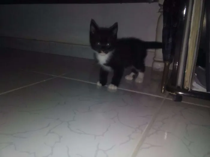 Gato raça  idade Abaixo de 2 meses nome SEM NOME