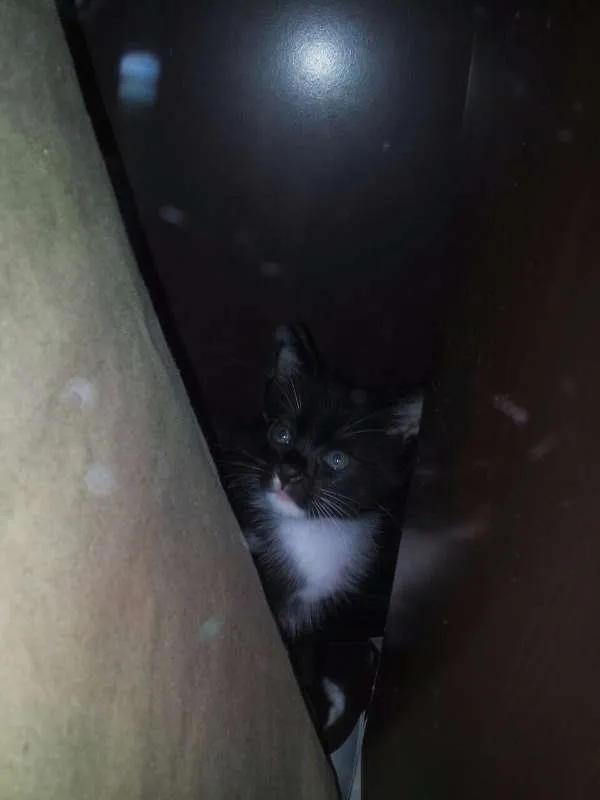 Gato raça  idade Abaixo de 2 meses nome SEM NOME