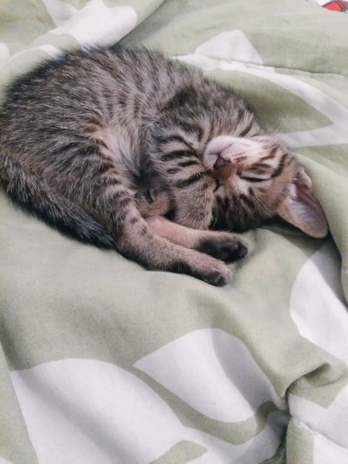 Gato ra a SRD idade 2 a 6 meses nome Sem nome 