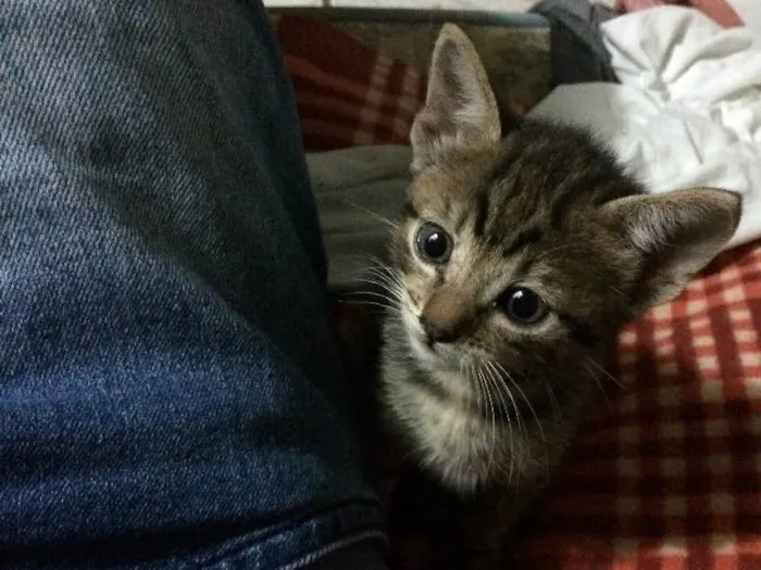 Gato ra a SRD idade 2 a 6 meses nome Sem nome 
