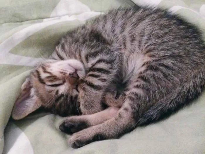 Gato ra a SRD idade 2 a 6 meses nome Sem nome 