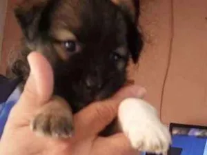 Cachorro raça SRD idade Abaixo de 2 meses nome sem nome