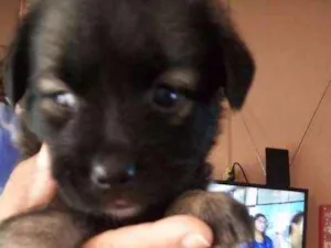 Cachorro raça SRD idade Abaixo de 2 meses nome Sem nome