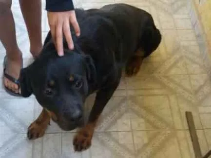 Cachorro ra a Rottweiler idade 3 anos nome Belinha