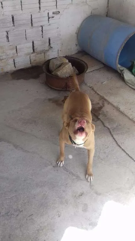 Cachorro ra a Pit-Bull idade 3 anos nome igor