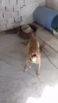 igor