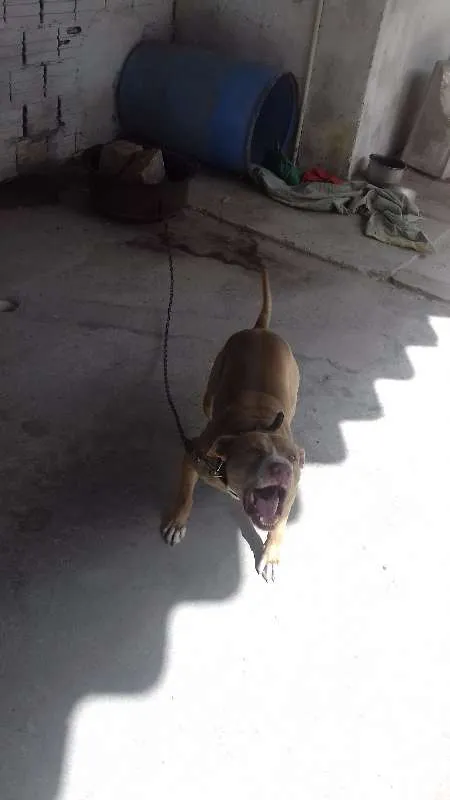 Cachorro ra a Pit-Bull idade 3 anos nome igor