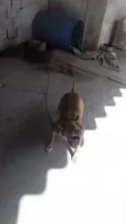 igor