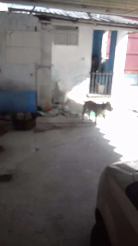 Cachorro ra a Pit-Bull idade 3 anos nome igor
