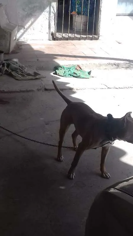 Cachorro ra a Pit-Bull idade 3 anos nome igor