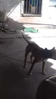 igor