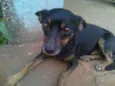 pretinha