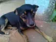 pretinha
