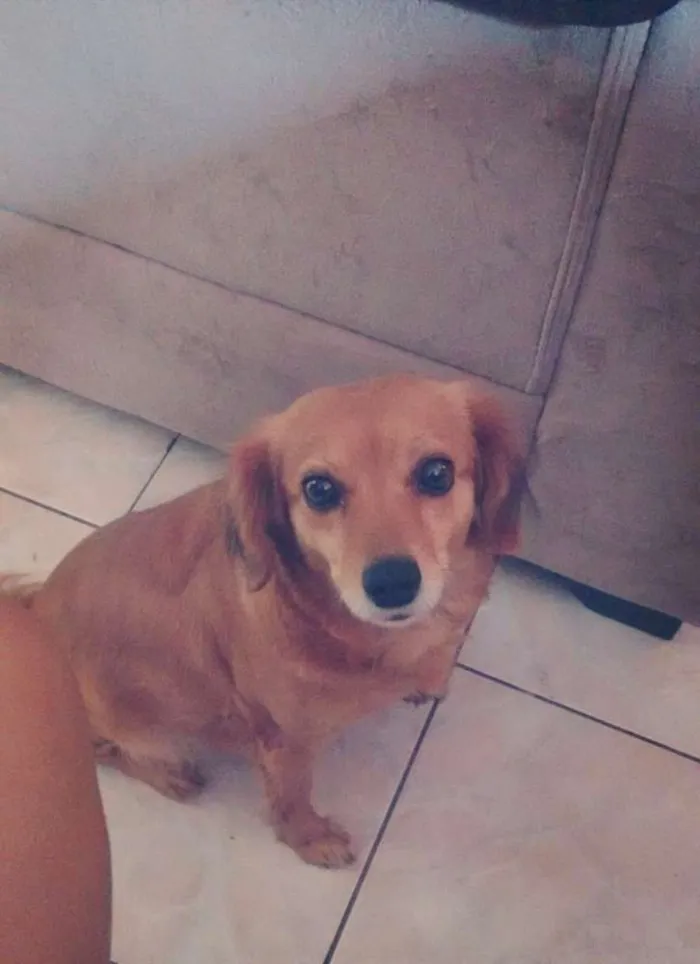 Cachorro ra a Não indentivicada idade 3 anos nome Mel