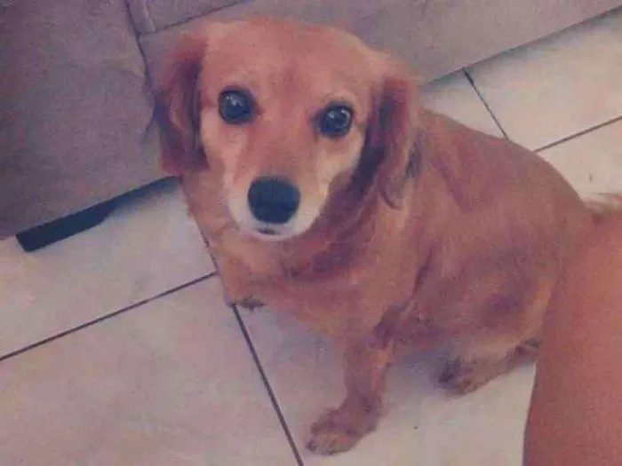 Cachorro ra a Não indentivicada idade 3 anos nome Mel