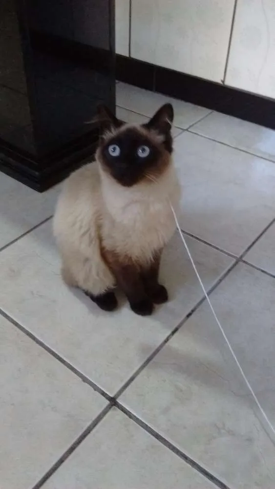 Gato ra a Siamês idade 2 a 6 meses nome Mel