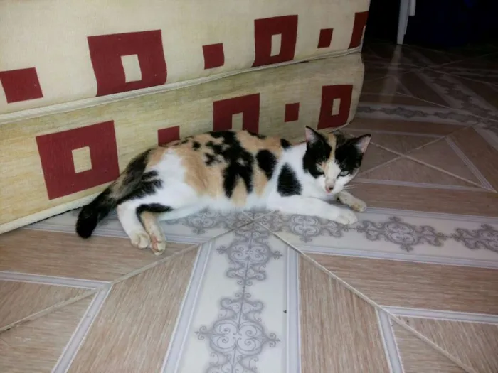 Gato raça  idade 7 a 11 meses nome SEM NOME