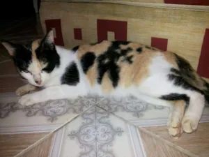 Gato raça  idade 7 a 11 meses nome SEM NOME