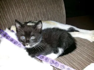 Gato raça  idade Abaixo de 2 meses nome SEM NOME