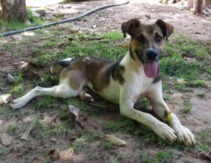 Cachorro ra a SRD idade 1 ano nome Mike