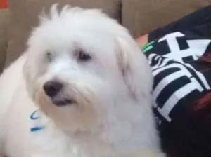 Cachorro raça Maltês idade 1 ano nome Nick