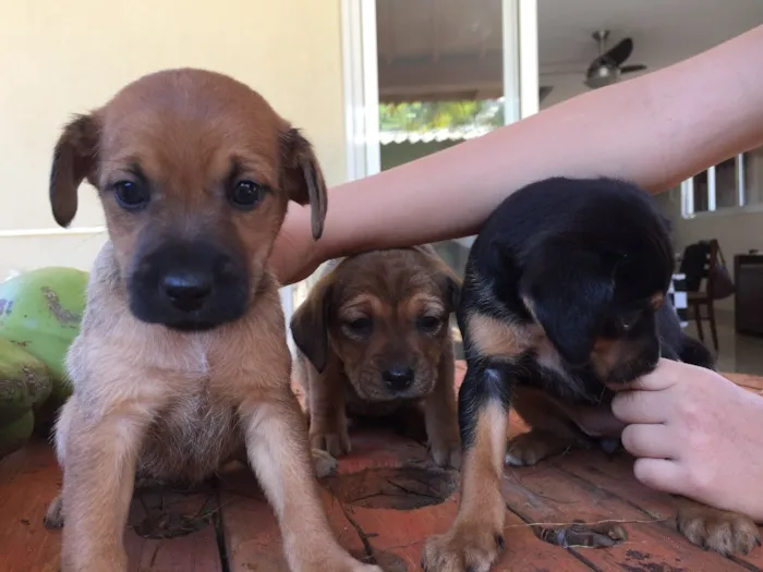 Cachorro ra a SRD idade Abaixo de 2 meses nome Não tem