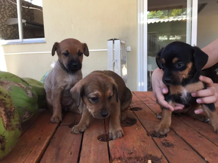 Cachorro ra a SRD idade Abaixo de 2 meses nome Não tem