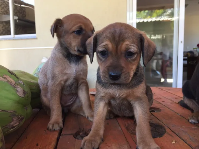 Cachorro ra a SRD idade Abaixo de 2 meses nome Não tem