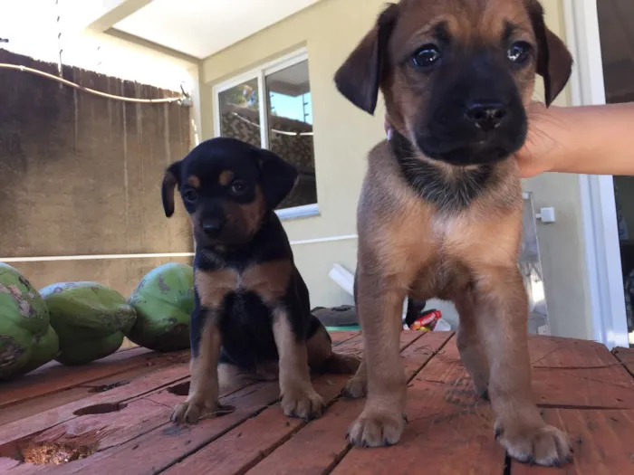 Cachorro ra a SRD idade Abaixo de 2 meses nome Não tem