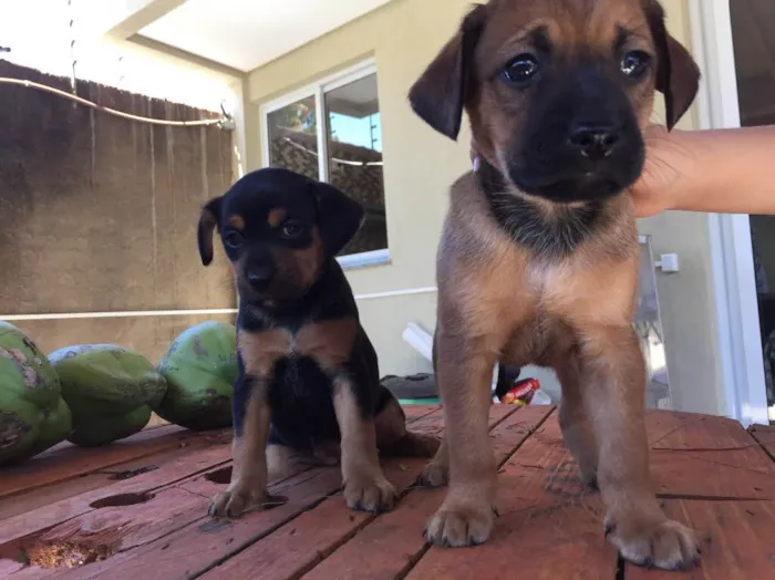 Cachorro ra a SRD idade Abaixo de 2 meses nome Não tem