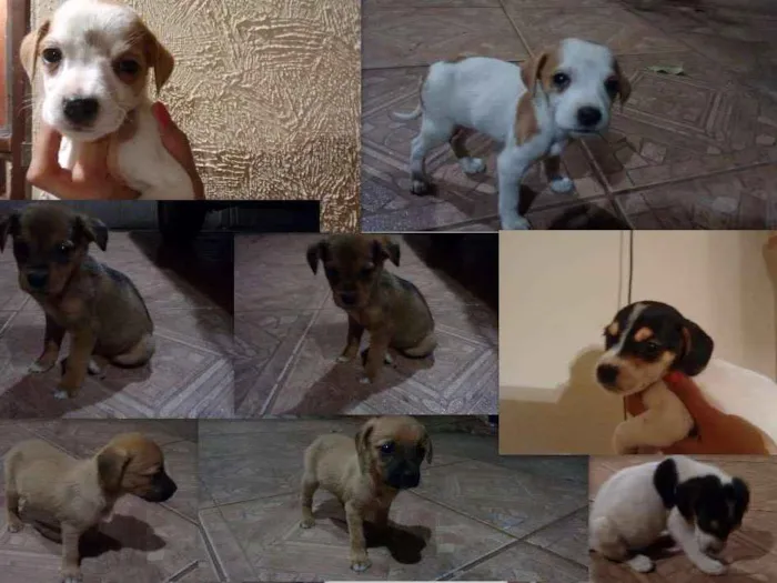 Cachorro ra a  idade Abaixo de 2 meses nome filhotes