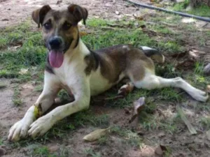 Cachorro raça SRD idade 1 ano nome Mike