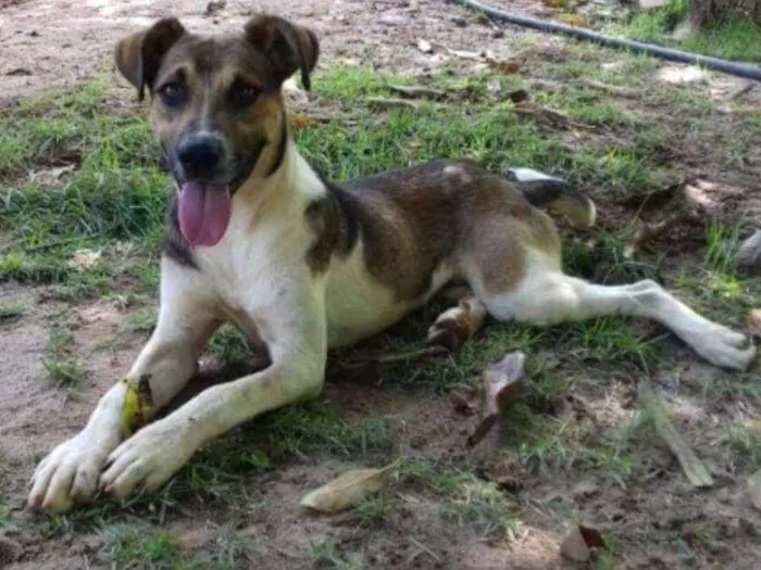 Cachorro ra a SRD idade 1 ano nome Mike