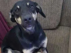 Cachorro raça Vira lata idade 7 a 11 meses nome AYLA
