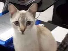 Gato raça Siamês idade 4 anos nome PINK