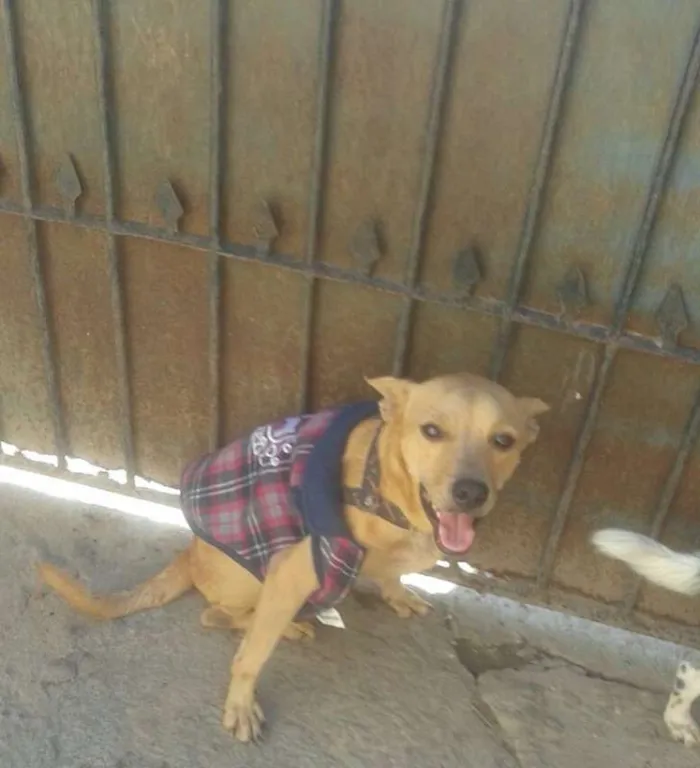 Cachorro ra a SRD idade 1 ano nome Zaqueu