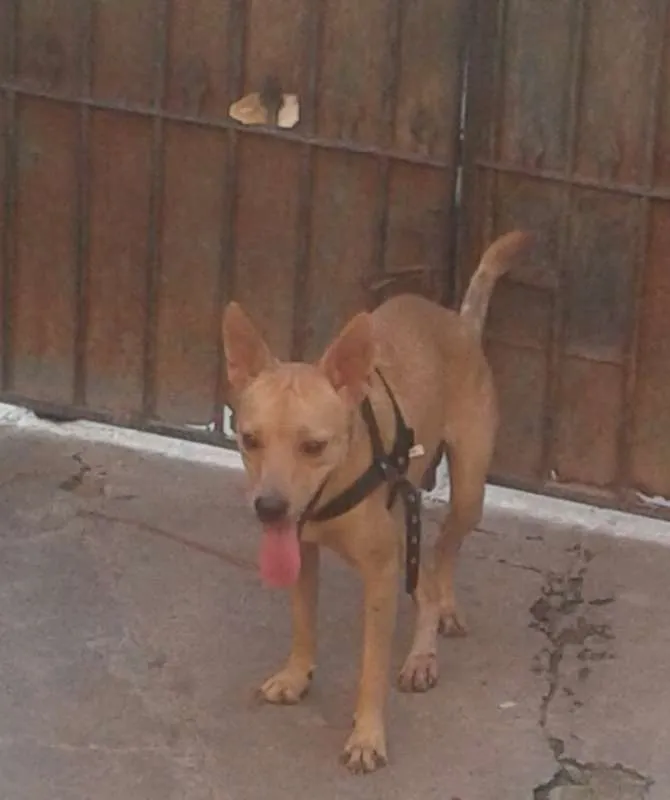 Cachorro ra a SRD idade 1 ano nome Zaqueu