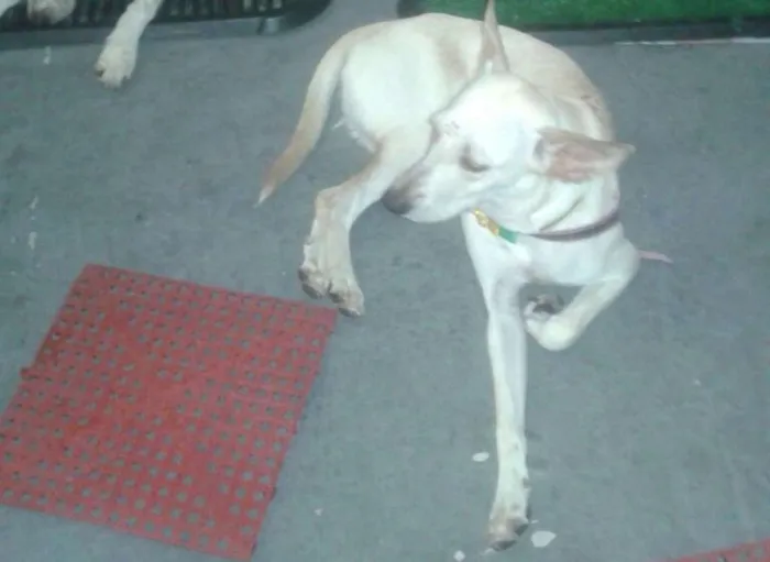 Cachorro ra a SRD idade 7 a 11 meses nome Branquinha