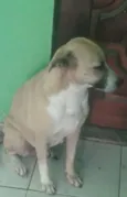Babau