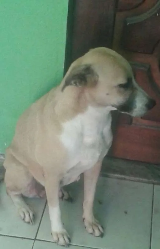Cachorro ra a SRD idade 5 anos nome Babau