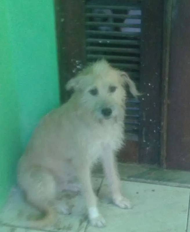 Cachorro ra a SRD idade 3 anos nome Princesa