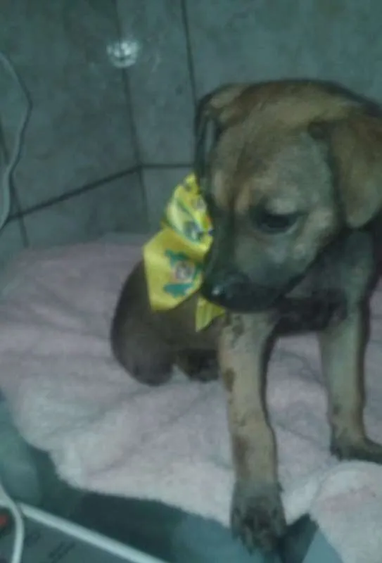 Cachorro ra a SRD idade 2 a 6 meses nome Chocolate