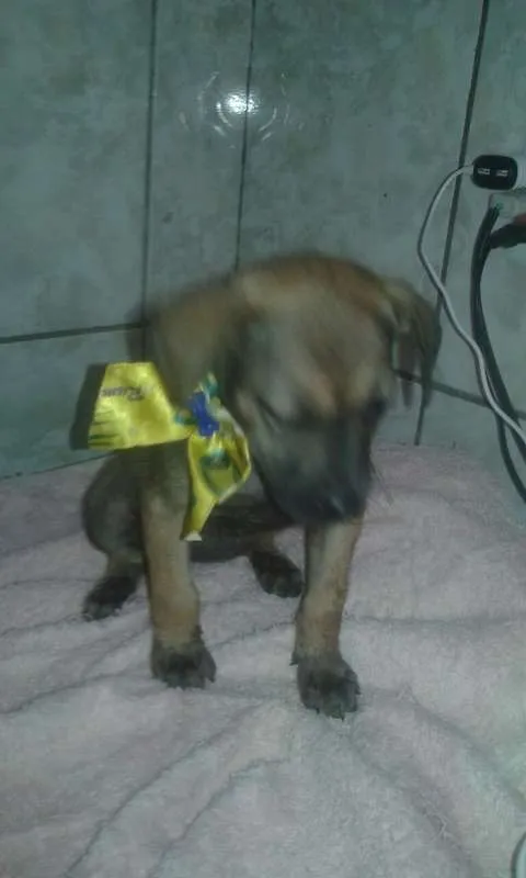 Cachorro ra a SRD idade 2 a 6 meses nome Chocolate