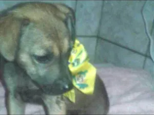 Cachorro raça SRD idade 2 a 6 meses nome Chocolate