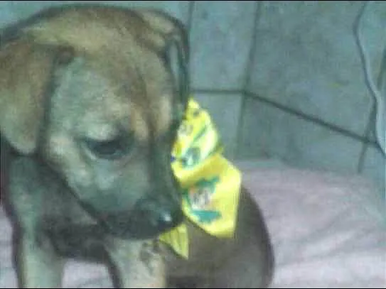 Cachorro ra a SRD idade 2 a 6 meses nome Chocolate
