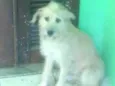 Princesa