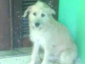 Cachorro raça SRD idade 3 anos nome Princesa
