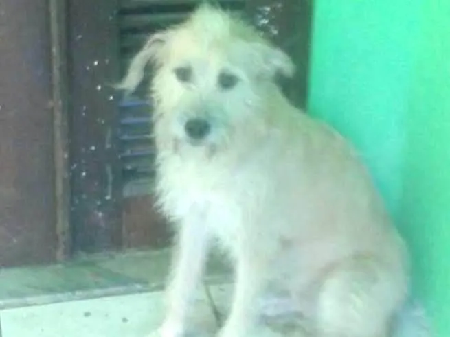 Cachorro ra a SRD idade 3 anos nome Princesa