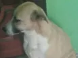 Babau