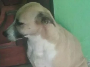Cachorro raça SRD idade 5 anos nome Babau